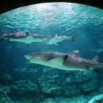 杭州有海底世界吗,探索海洋生物的奇幻之旅